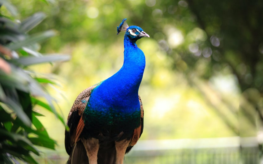 how much do peacocks cost